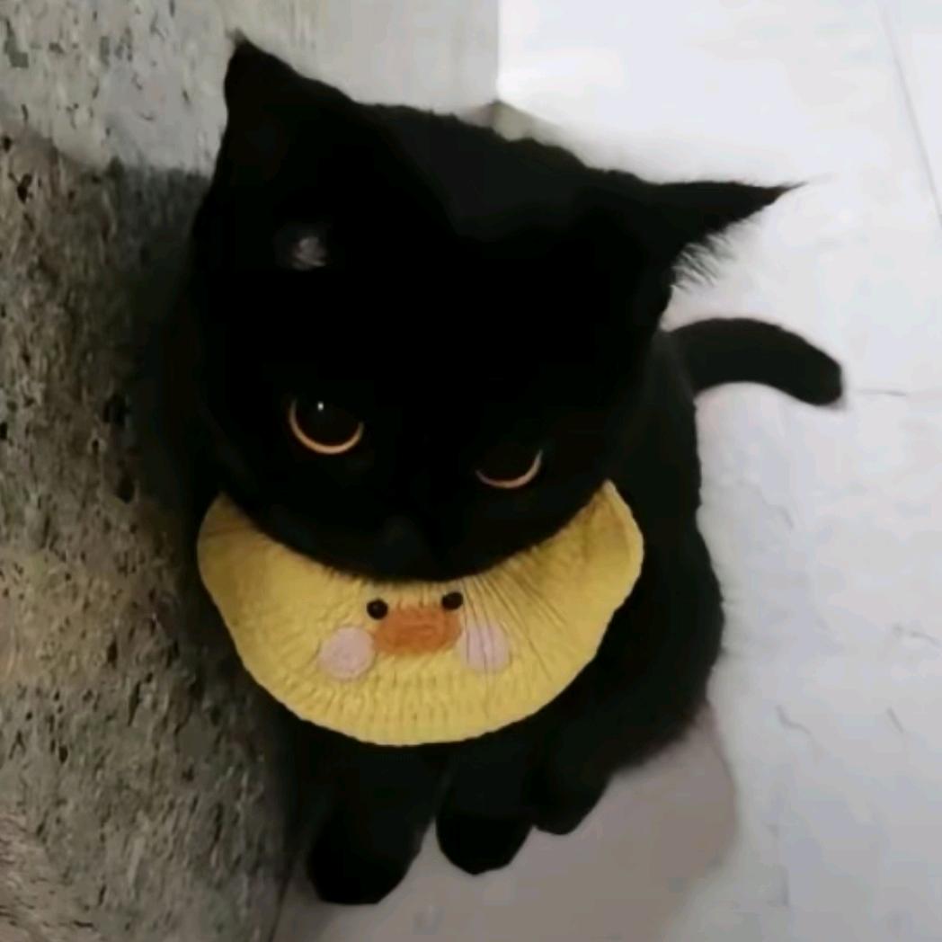 鱼