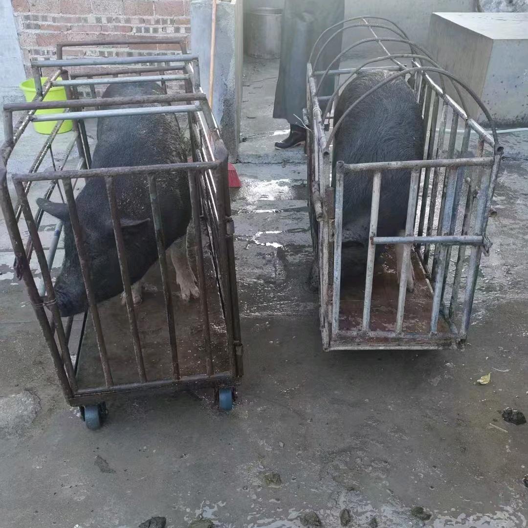 专业洗猪🐷