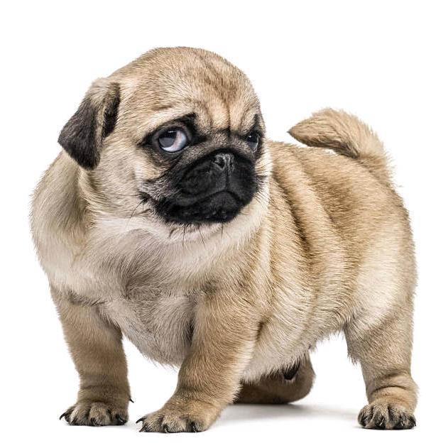 地球是我搓圆的