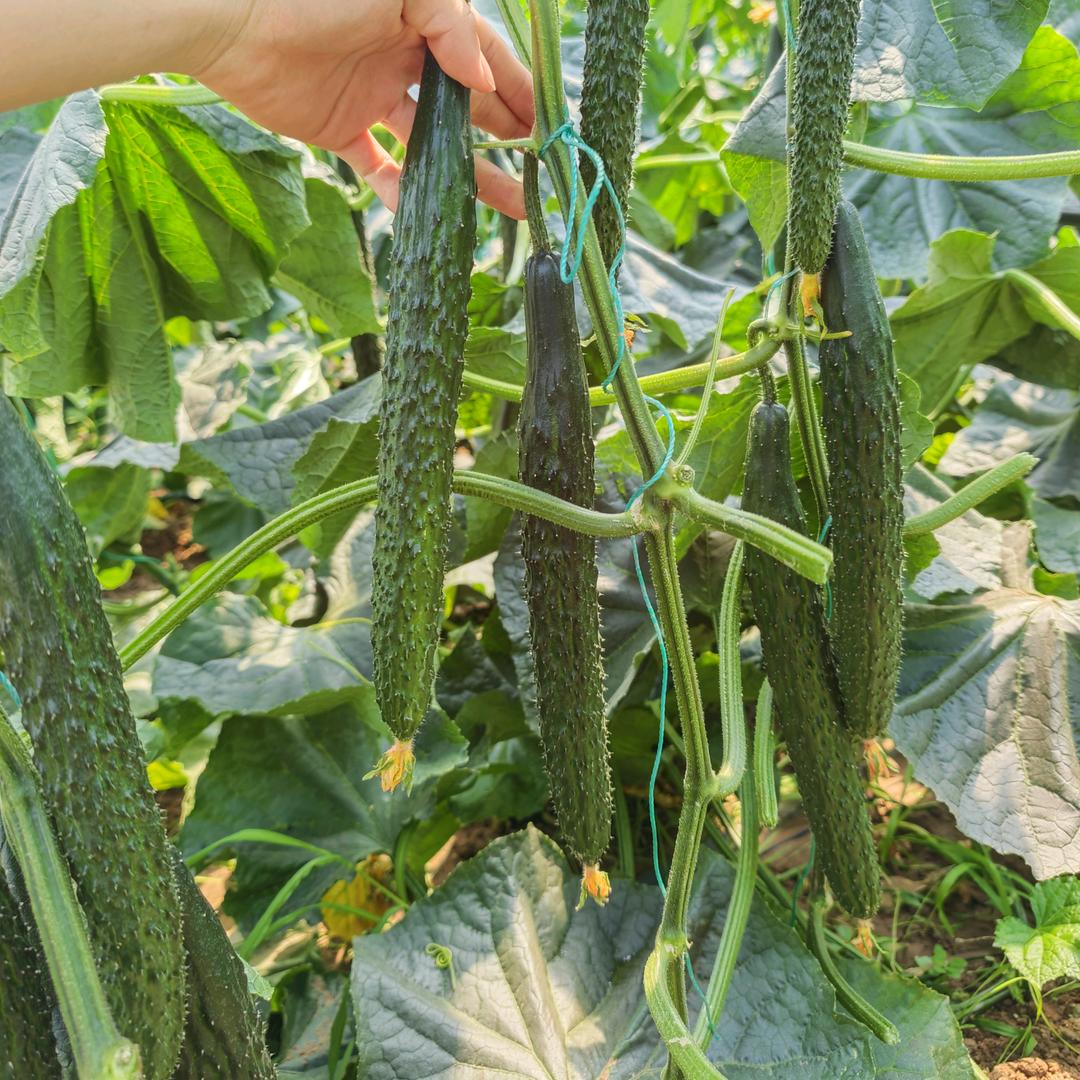 寿光育苗基地（寿光 黄瓜苗）