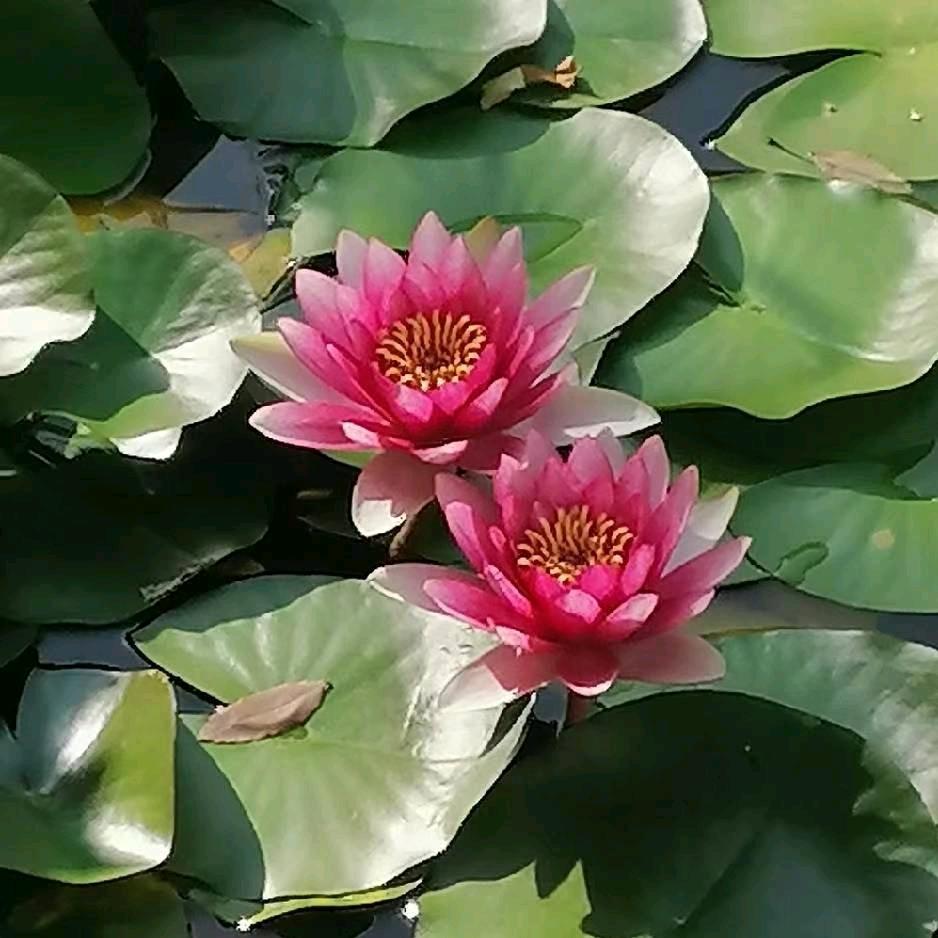 慕菲。