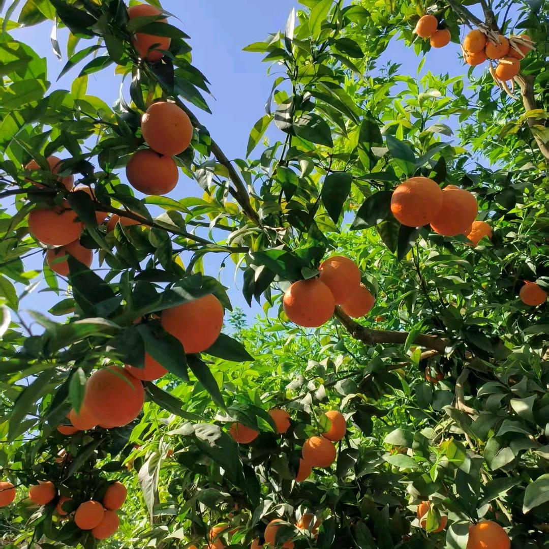 小肖果蔬代办（代购代销）