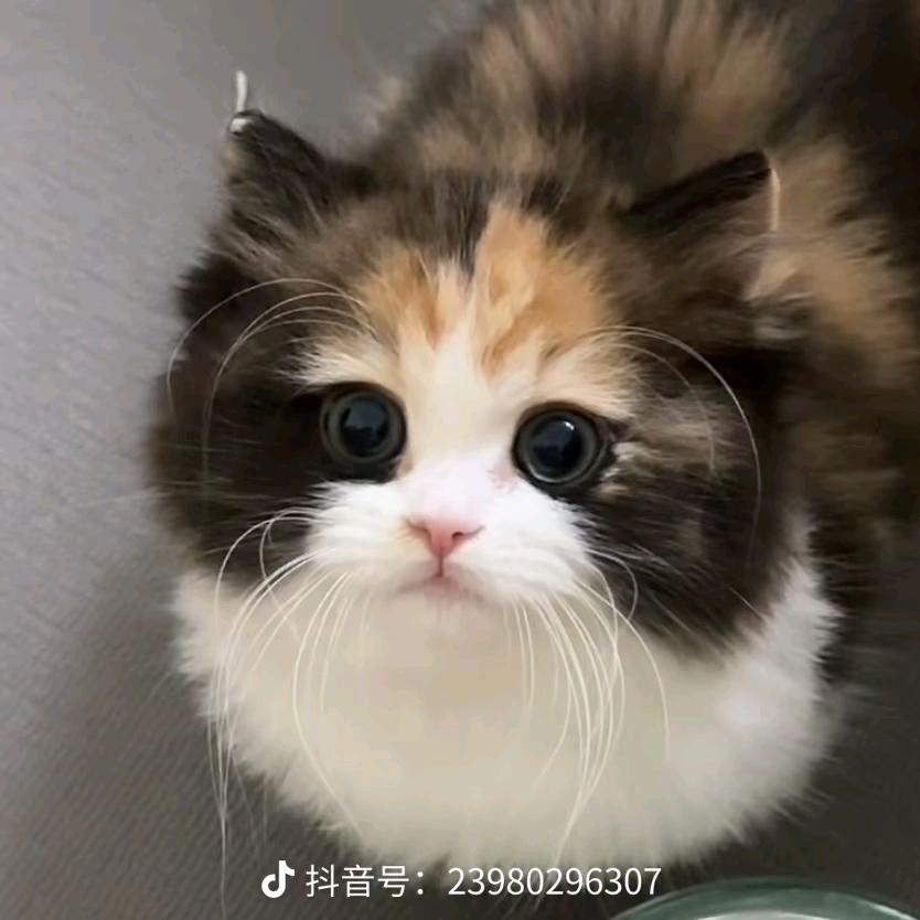 小跟班不