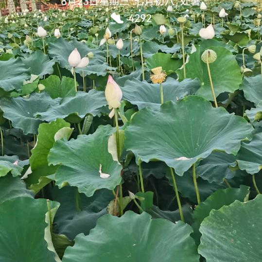 不一样的人生(💪👣)