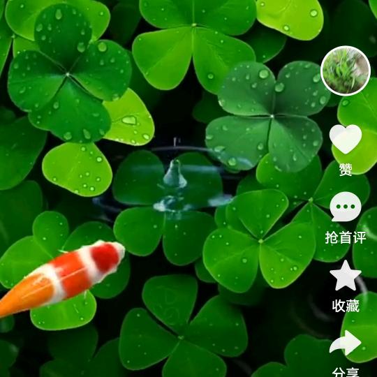 心向阳