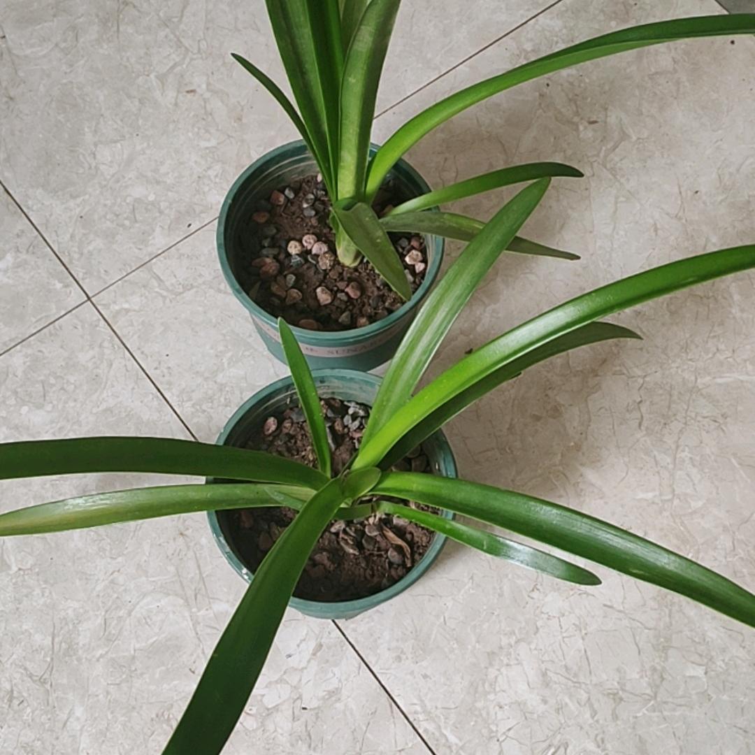 带刺的玫瑰。