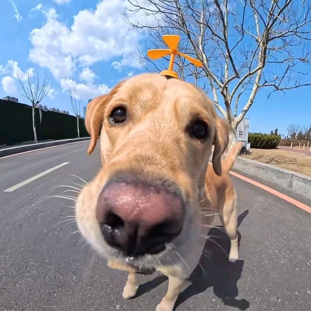 我要炸毛了