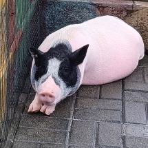 栓只猪ʢ>🐽<ʡ