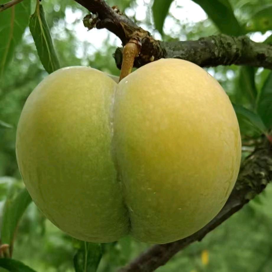 贵州李果果水果仓