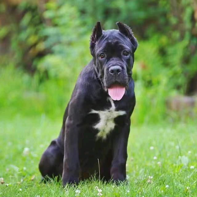 華鼎杜宾犬舍