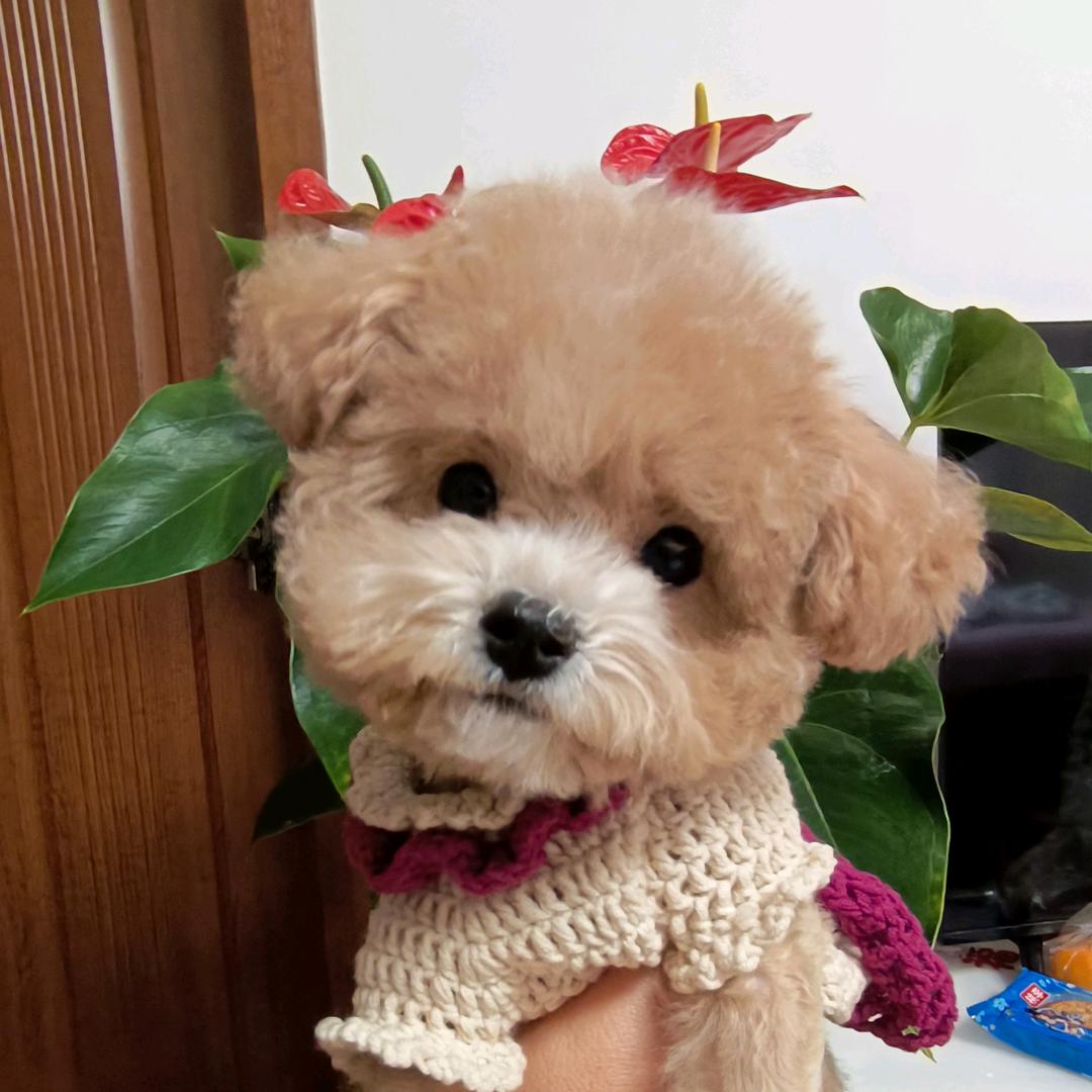 是小可乐呀~