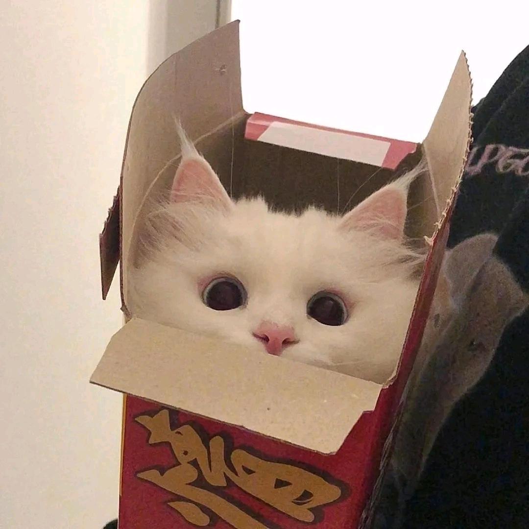 ¿.