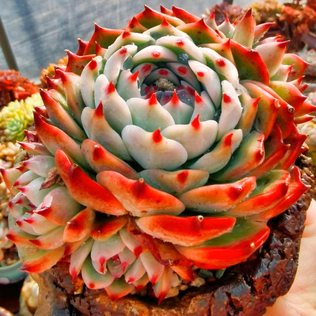 与多肉的甜蜜时光🌻