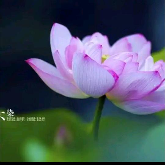 玲玲
