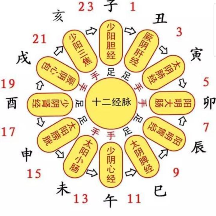 杜仲入药