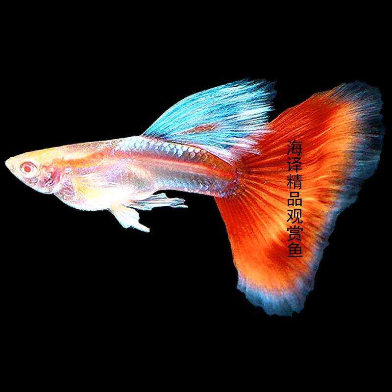 海译精品观赏鱼