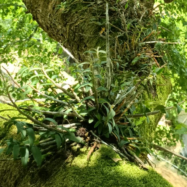 石斛