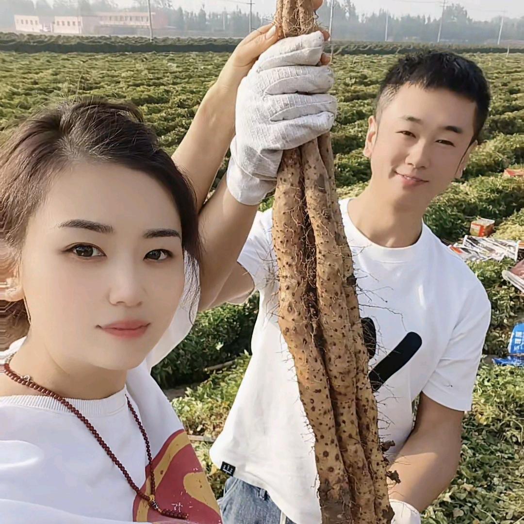 山药种植，晓💕