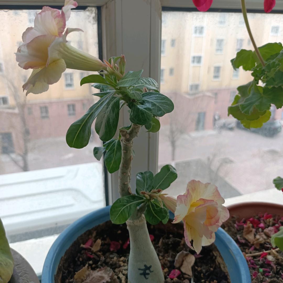 梦幻谷