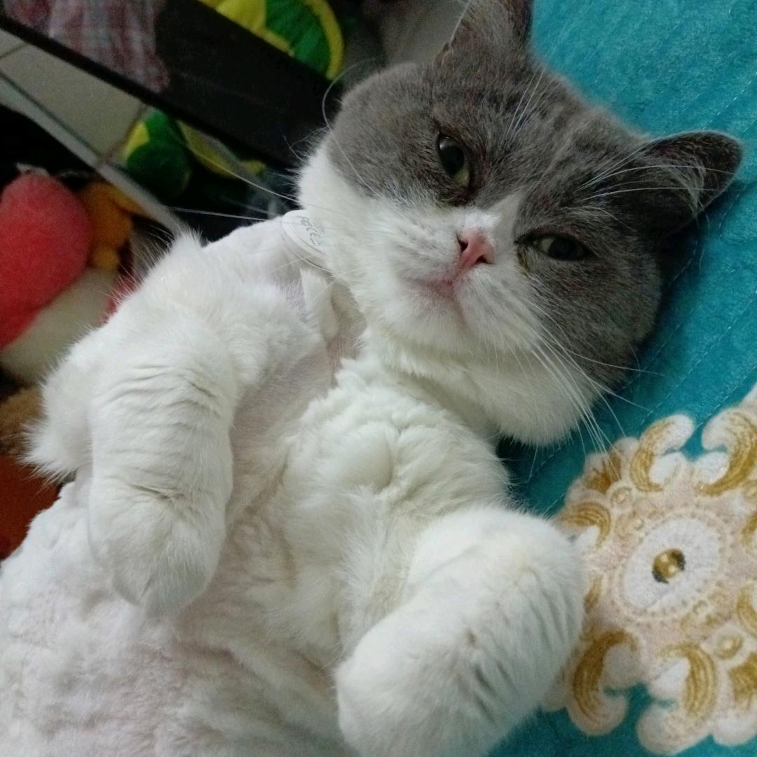 从头开始