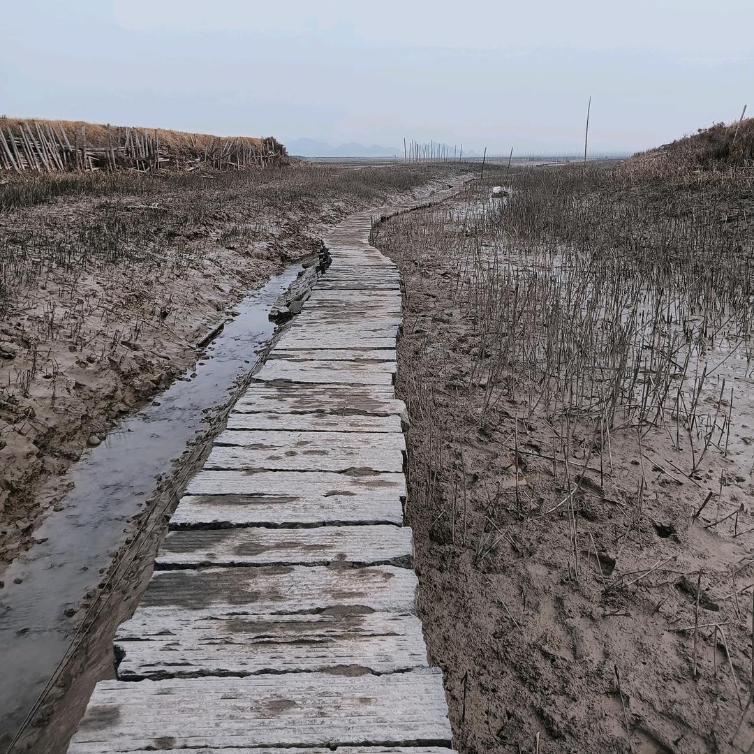 陈枫