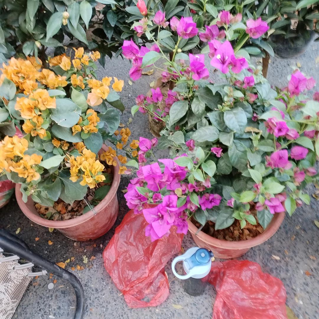 老来福