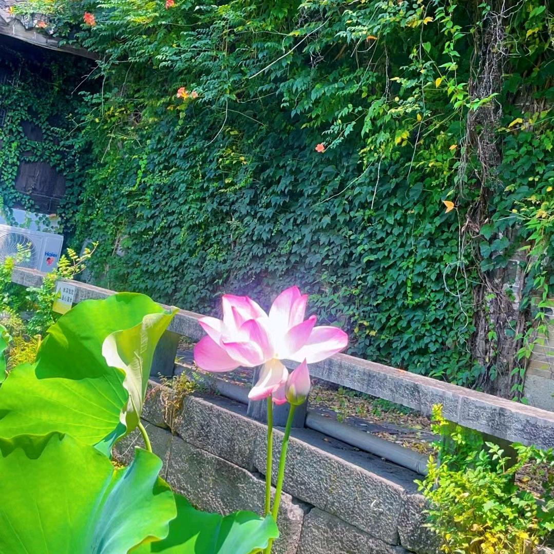 布洛芬