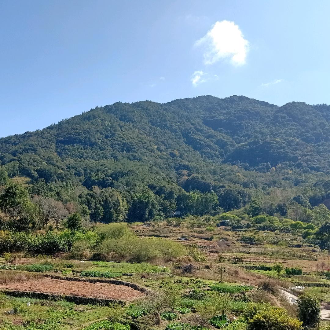 山柏.