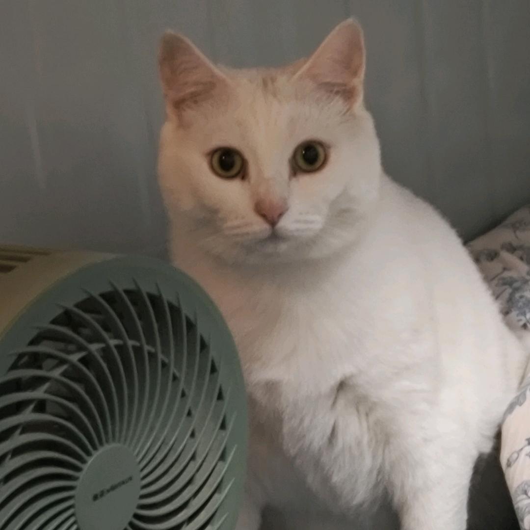 3猫的日常