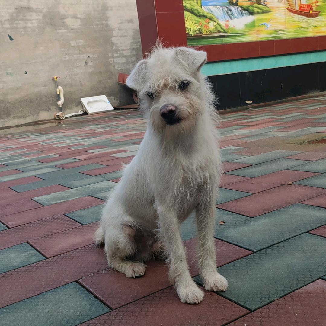小小训犬师