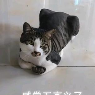 简州猫，喵喵日常