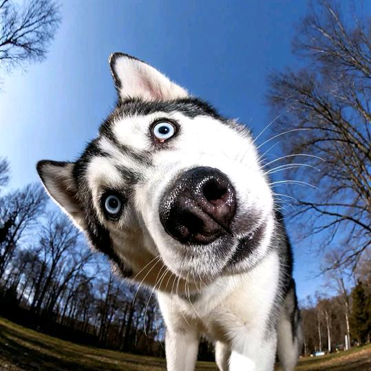 母蟑螂狂抽大腚