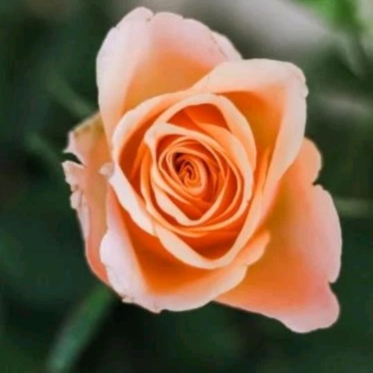 茉莉🌹🌹