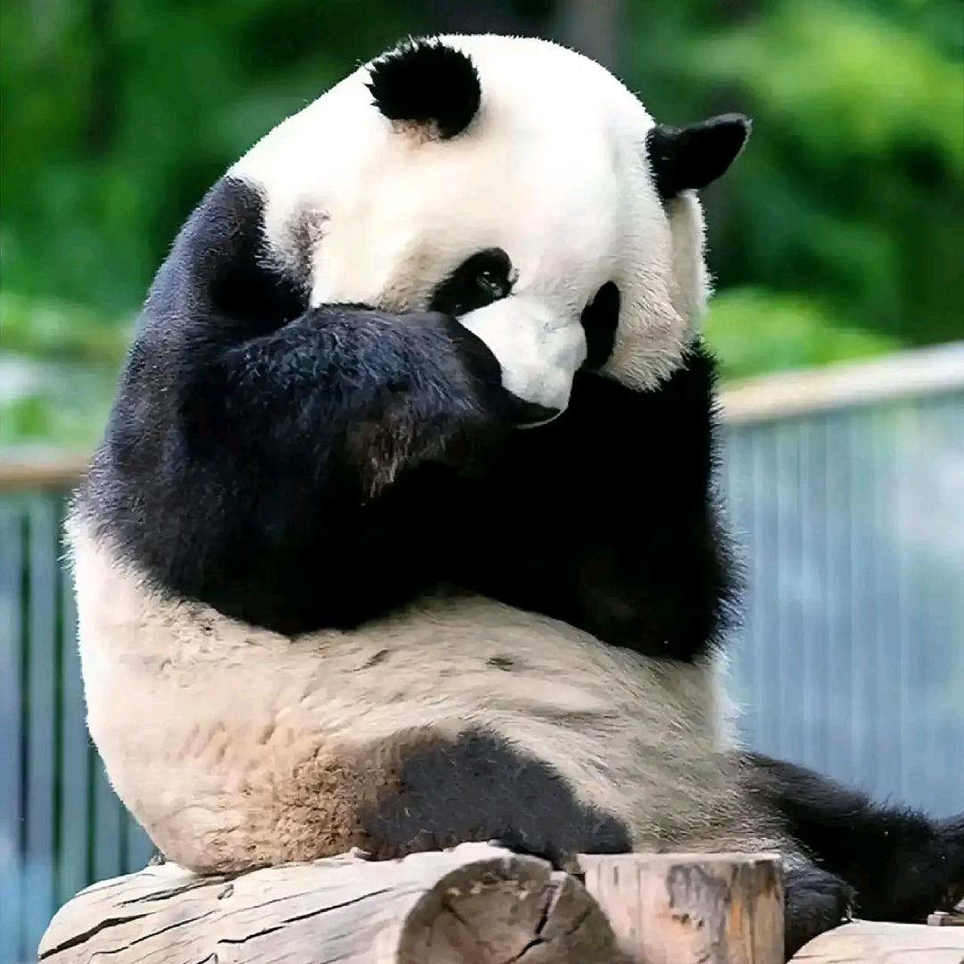 砸完门猱丫子