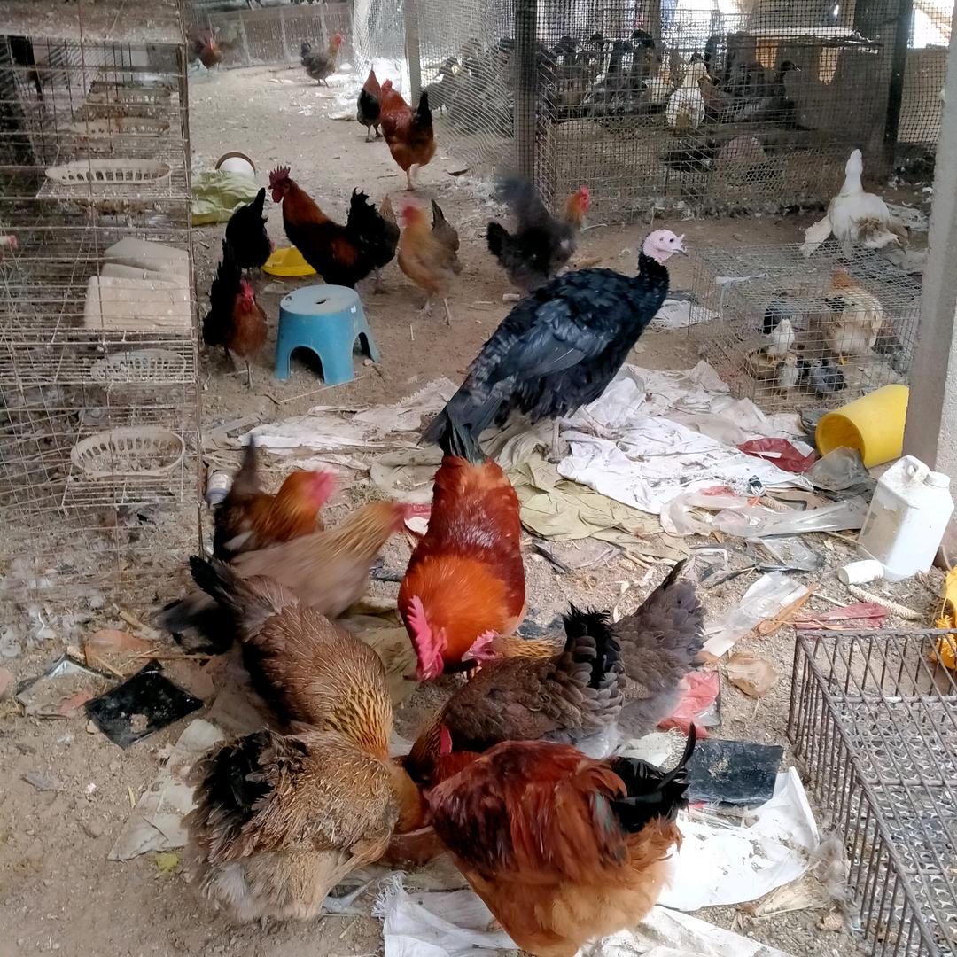 收购🐓🦆🦢