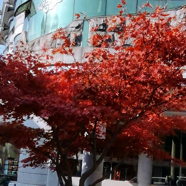 红枫