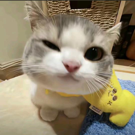 想你的猫