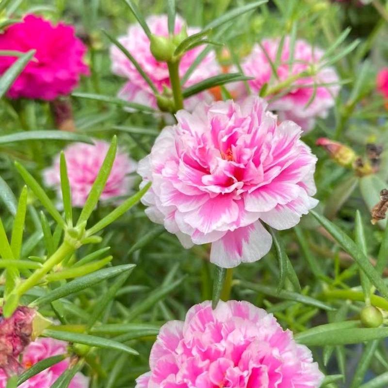 花语