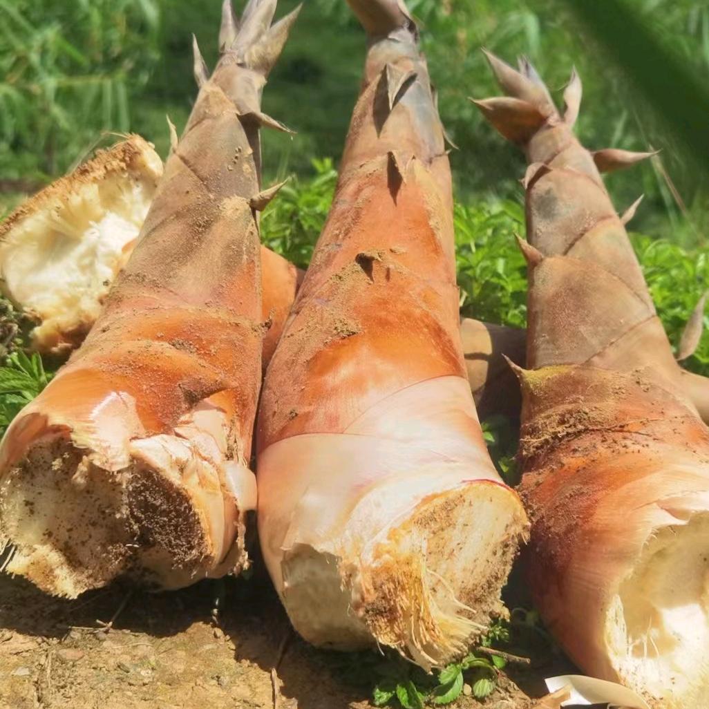 御竹农科甜龙竹笋批发