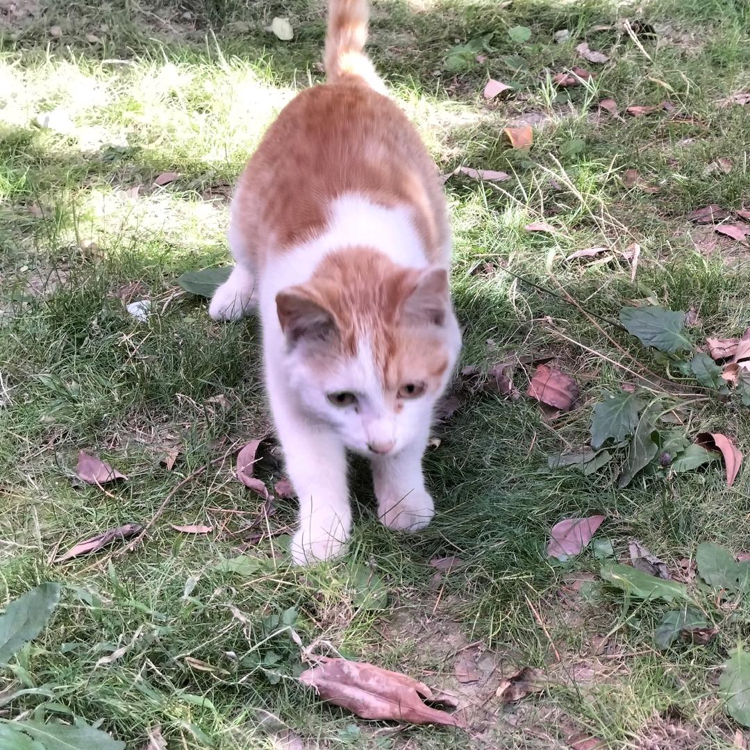 (-^O^-)