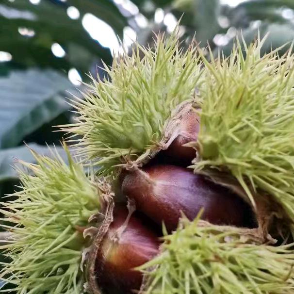 小廉迁西板栗合作社