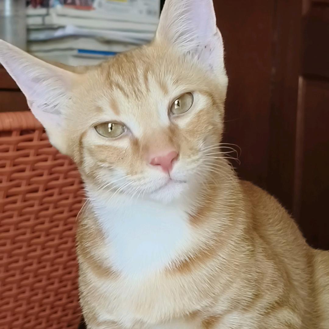 左右.