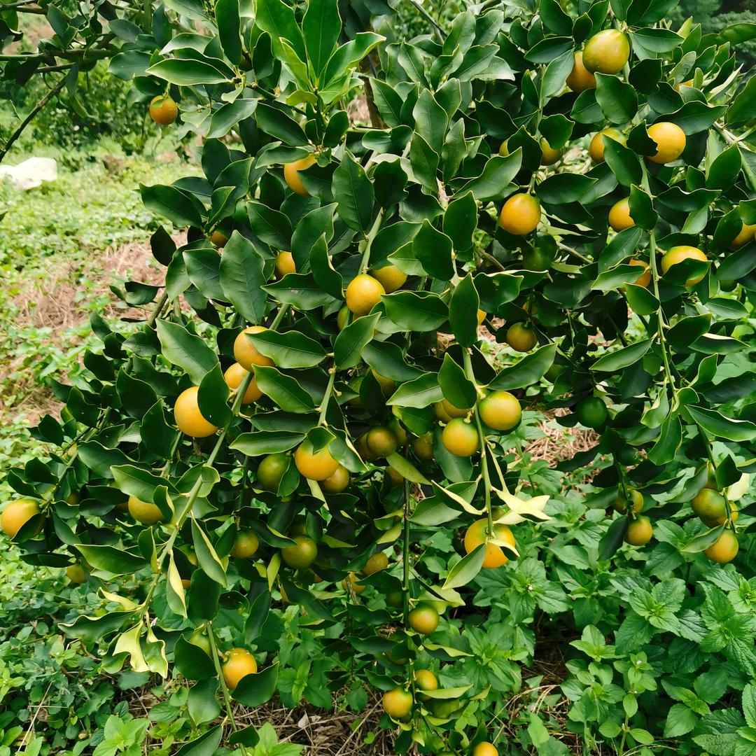 梅梅8