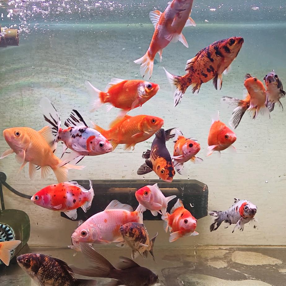 胖胖胖胖大聪明