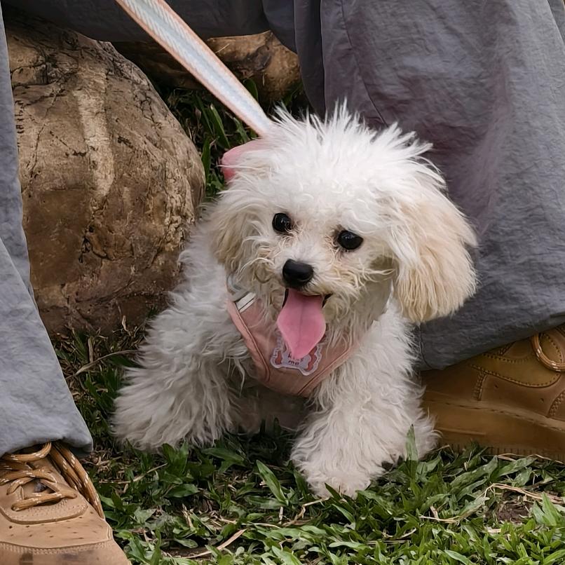 时而冰美式时而柠檬茶