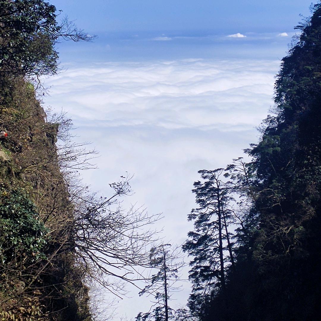 一念百花开