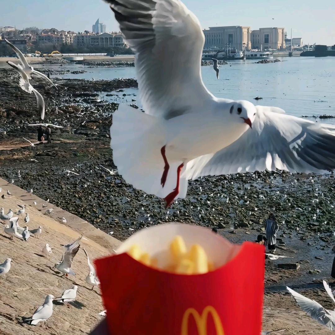 梦想是去码头整点薯条