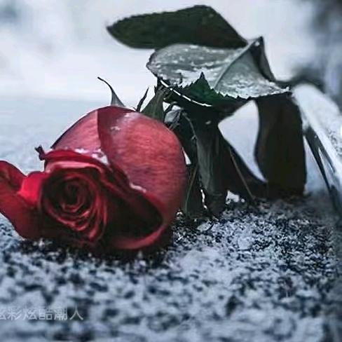 （艳）@人生本该如此