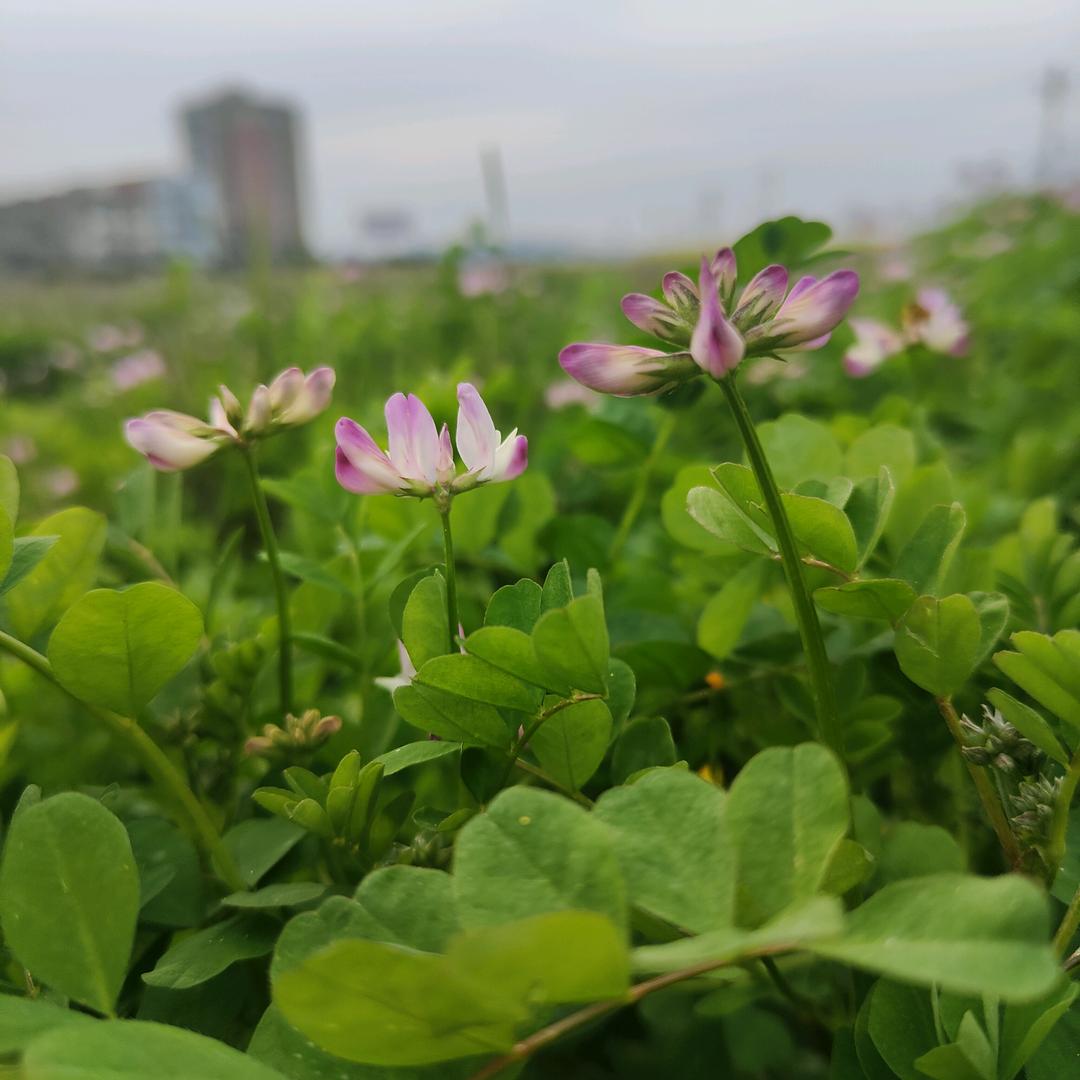 薄荷糖