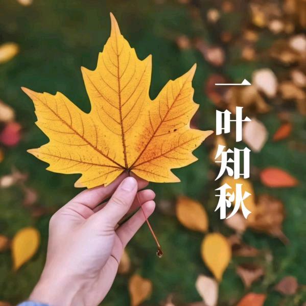 『一叶知秋』